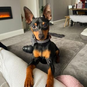 Sam – Männlicher Miniature Pinscher Welpe (Mini Pin) zu verkaufen | welpen-kauf.de