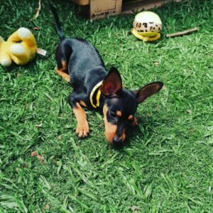 Leo – Männlicher Miniature Pinscher Welpe (Mini Pin) zu verkaufen | welpen-kauf.de