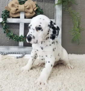 🐾 Simon – Männlicher Dalmatiner-Welpe zu verkaufen | 12 Wochen alt