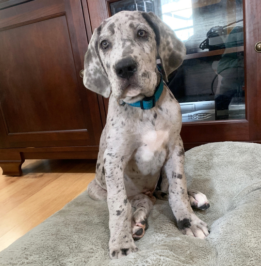 🐾 Sammy – Männlicher Deutsche Dogge (Great Dane) Welpe zu verkaufen | 12 Wochen alt