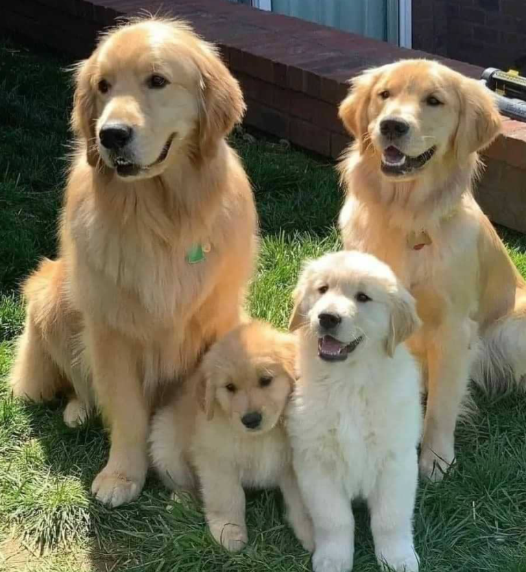 Golden Retriever Welpen