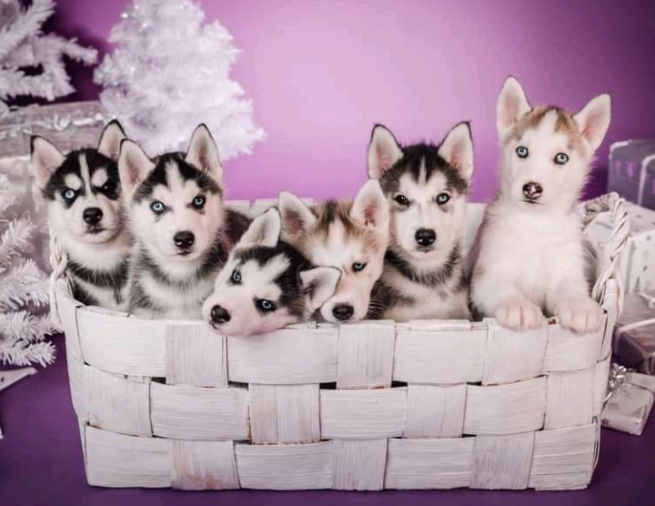 Siberian Husky Welpe