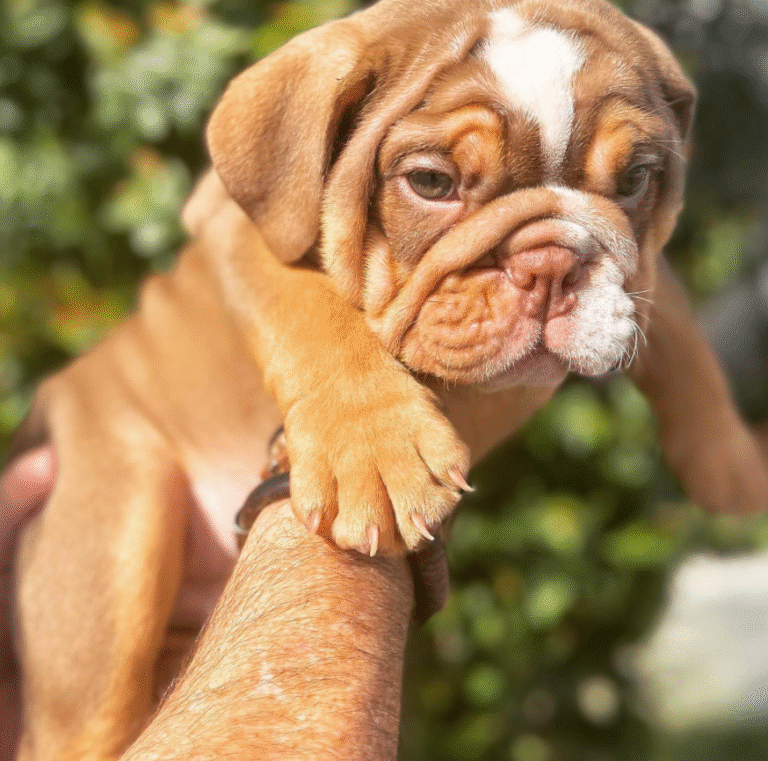 Englische bulldogge welpen kaufen