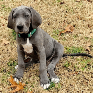 🐾 Angle – Weibliche Deutsche Dogge (Great Dane) Welpe zu verkaufen | 12 Wochen alt