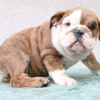 🐶 Apollo – Männlicher English Bulldog Welpe | 12 Wochen alt