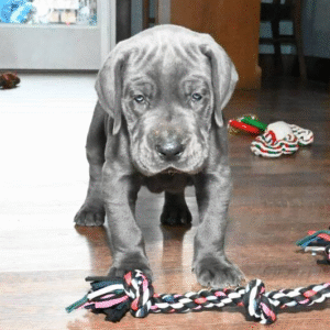 🐾 Apollo – Männlicher Deutsche Dogge (Great Dane) Welpe zu verkaufen | 12 Wochen alt