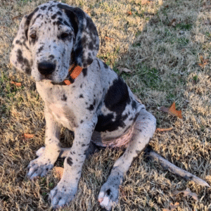 🐾 Ariel – Männlicher Deutsche Dogge (Great Dane) Welpe zu verkaufen | 12 Wochen alt