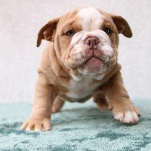 🐾 Athena – Weiblicher English Bulldog Welpe | 12 Wochen alt