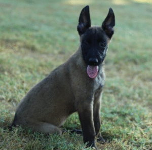 🐾 Axle – Belgian Malinois Rüde – 12 Wochen alt