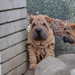 🐾 Bray - Premium Shar Pei Welpen Rüde (12 Wochen) | Exklusiv bei welpe-kaufe.pro