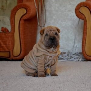 shar pei kaufen deutschland