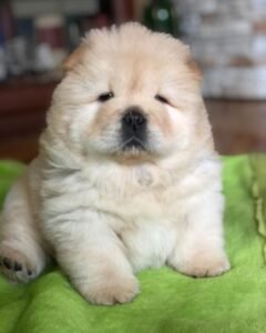 🐾 Bailey – Premium Chow Chow Welpe (12 Wochen) | Exklusiv bei welpe-kaufe.pro