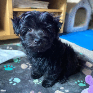 bolonka zwetna kaufen