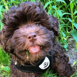 🐶 Kaila – Bolonka Zwetna Hündin – 12 Wochen alt