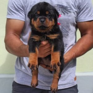 🐾 Cloey – Weibliche Rottweiler Welpe, 12 Wochen alt 🐶💖