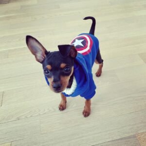 Dolly – Weiblicher Miniature Pinscher Welpe (Mini Pin) zu verkaufen | welpen-kauf.de