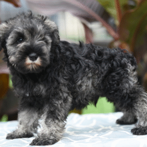 🐾 Flyer – Miniature Schnauzer Rüde – 12 Wochen alt