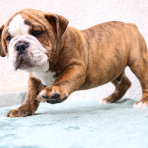 🐶 Hades – Männlicher English Bulldog Welpe | 12 Wochen alt