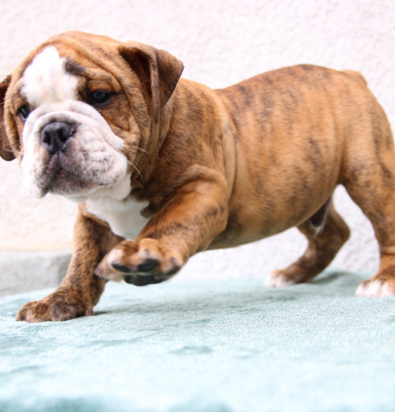 🐶 Hades – Männlicher English Bulldog Welpe | 12 Wochen alt