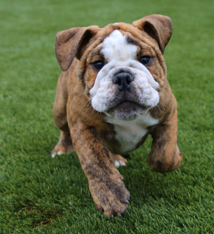 🐶 Hades – Männlicher English Bulldog Welpe | 12 Wochen alt - Image 4