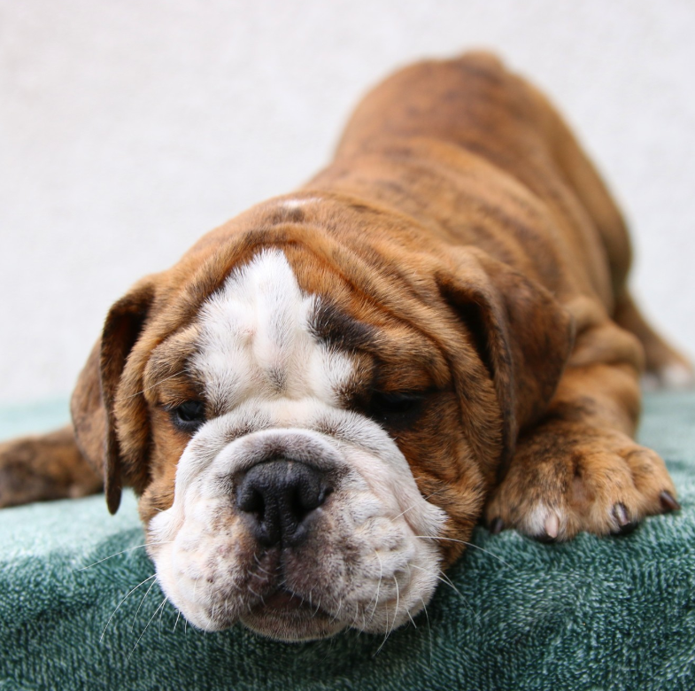 🐶 Hades – Männlicher English Bulldog Welpe | 12 Wochen alt - Image 5