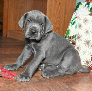 🐾 Hannah – Weibliche Deutsche Dogge (Great Dane) Welpe zu verkaufen | 12 Wochen alt