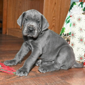 🐾 Hannah – Weibliche Deutsche Dogge (Great Dane) Welpe zu verkaufen | 12 Wochen alt