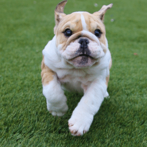 🐾 Iris – Weiblicher English Bulldog Welpe | 12 Wochen alt