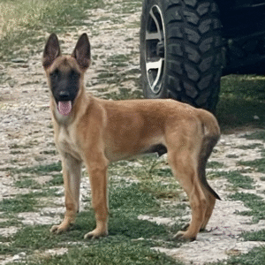 🐕‍🦺 Jayva – Belgian Malinois Rüde – 12 Wochen alt