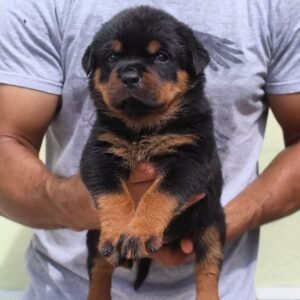 🐾 Leo – Männlicher Rottweiler Welpe, 12 Wochen alt 🐶💙