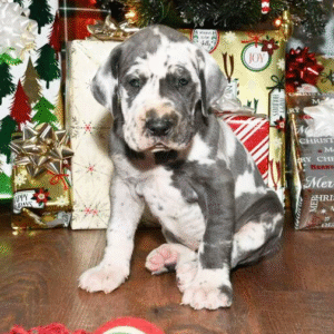 🐾 Lexi – Weibliche Deutsche Dogge (Great Dane) Welpe zu verkaufen | 12 Wochen alt