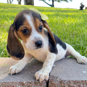 🐾 Leyla - Beagle Welpen Hündin (12 Wochen) | Jetzt bei welpen-kauf.de kaufen 🏡