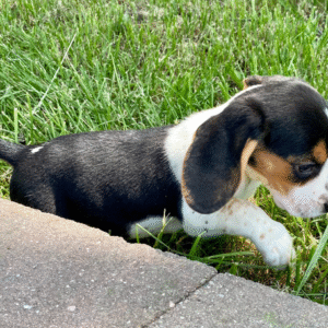 🐾 Lydia - Beagle Welpen Hündin (12 Wochen) | Exklusiv bei welpen-kauf.de