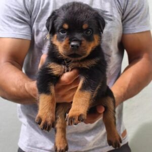 🐾 Nala – Weibliche Rottweiler Welpe, 12 Wochen alt 🐶💖