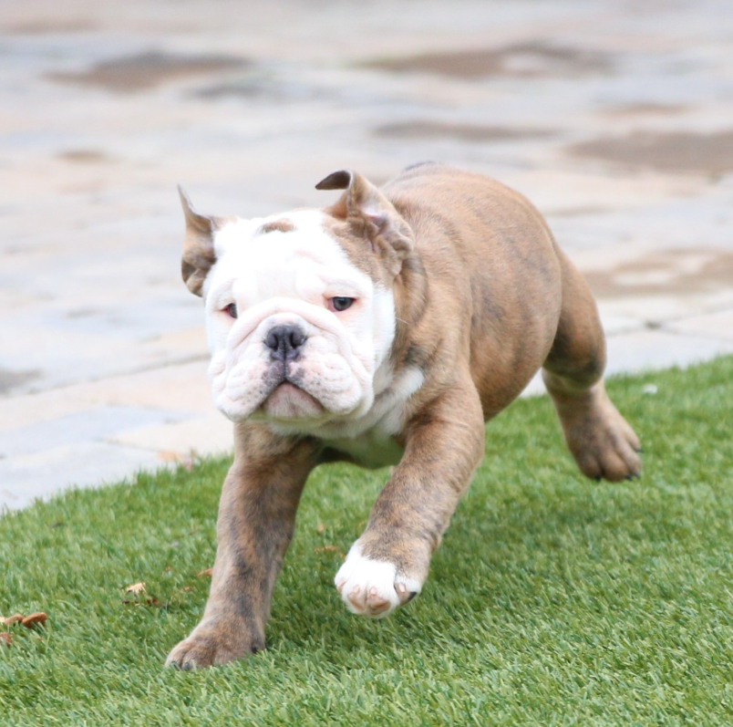 🐶 Odin – Männlicher English Bulldog Welpe | 12 Wochen alt - Image 2