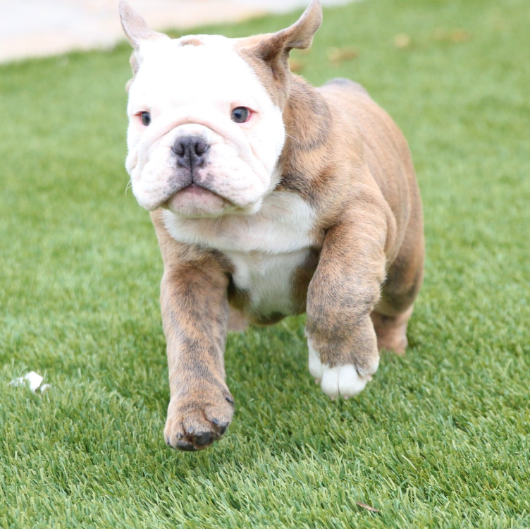 🐶 Odin – Männlicher English Bulldog Welpe | 12 Wochen alt - Image 3