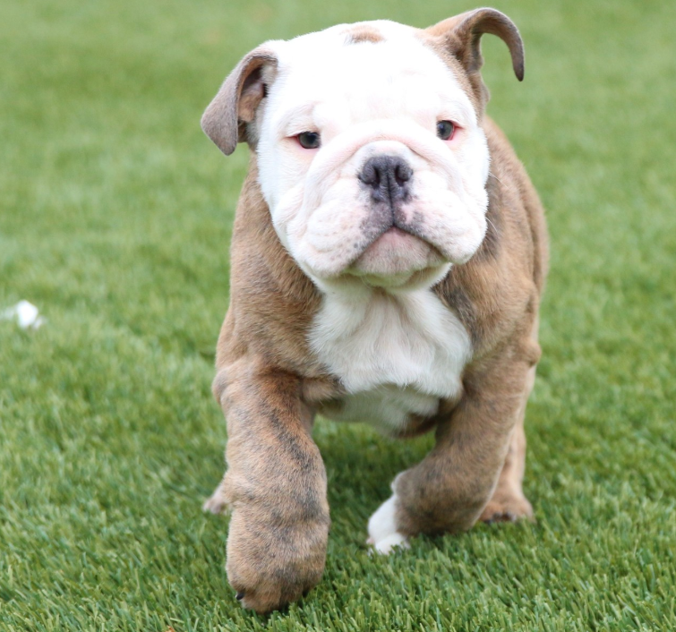 🐶 Odin – Männlicher English Bulldog Welpe | 12 Wochen alt - Image 4
