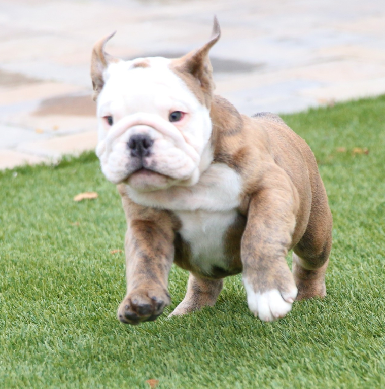 🐶 Odin – Männlicher English Bulldog Welpe | 12 Wochen alt