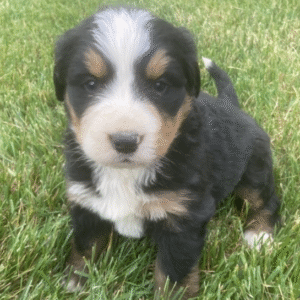 🐶 Reggie – Berner Sennenhund Hündin – 12 Wochen alt