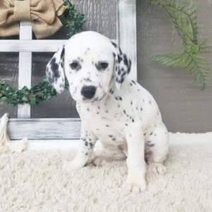 🐾 Sadie – Weiblicher Dalmatiner-Welpe zu verkaufen | 12 Wochen alt