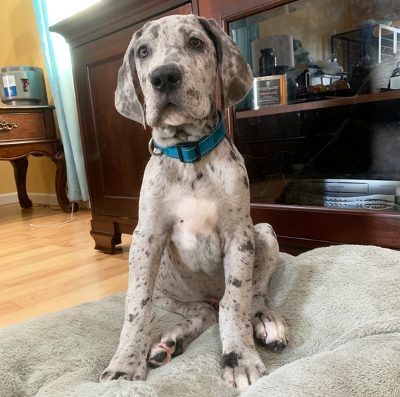 🐾 Sammy – Männlicher Deutsche Dogge (Great Dane) Welpe zu verkaufen | 12 Wochen alt - Image 3