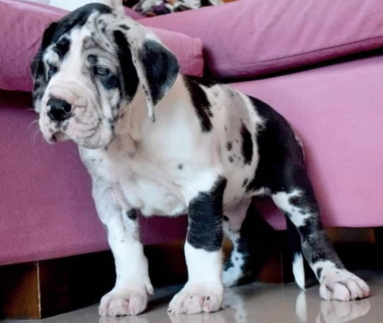 Deutsche Dogge Welpe