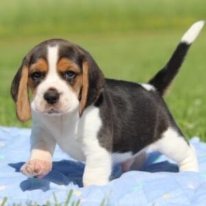 TOBY 🐾🎾 - Männlicher Beagle Welpe zu verkaufen - 12 Wochen