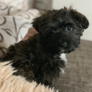 🐾 Tim – Bolonka Zwetna Rüde – 12 Wochen alt