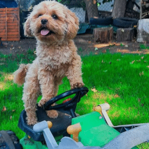 🐶 Willie – Bolonka Zwetna Rüde – 12 Wochen alt