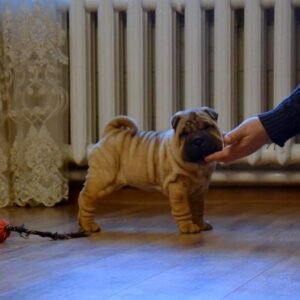 shar pei welpen kaufen nrw
