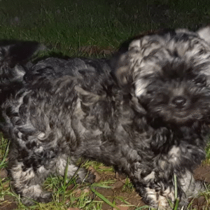 ☀️ Sunny – Bolonka Zwetna Rüde – 12 Wochen alt