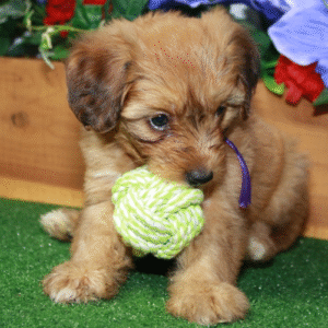 Anita – Bezaubernder weiblicher Aussiedoodle-Welpe zu verkaufen