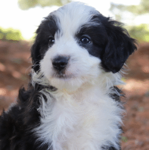 Clyde – Premium männlicher Aussiedoodle-Welpe zu verkaufen