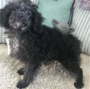 Haydon – Premium männlicher Aussiedoodle-Welpe zu verkaufen